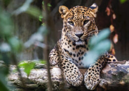 Sri Lanka Leopard Asian