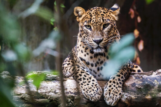 Sri Lanka Leopard Asian