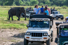 Sri Lanka Tour Yala Safari