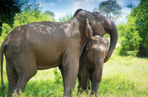 Sri Lanka Wild Life