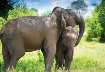 Sri Lanka Wild Life