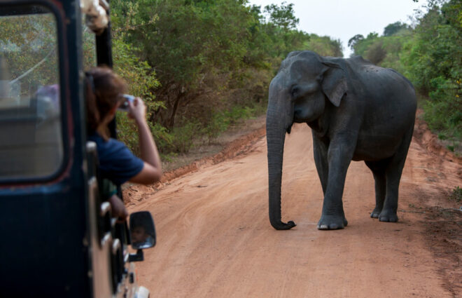 Yala National Park Sri Lanka