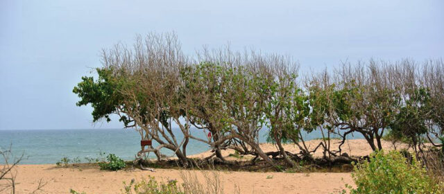 Sri Lanka Yala Safari Tour