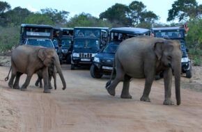 Sri Lanka Yala Safari Tour