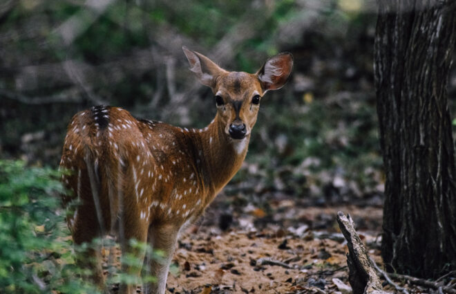 Yala National Park Sri Lanka