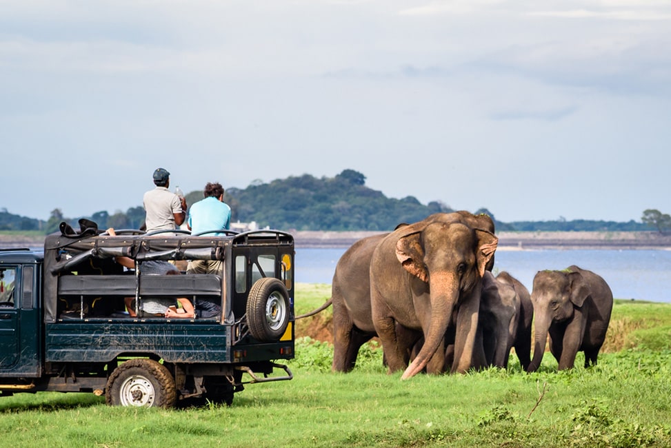 Safari Serenade