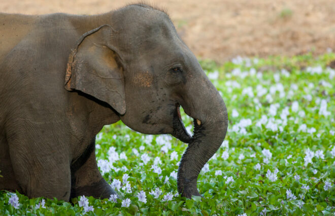 Wasgamuwa National Park