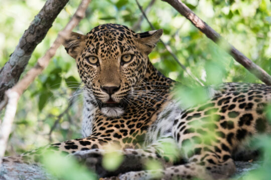 Yala National Park Sri Lanka