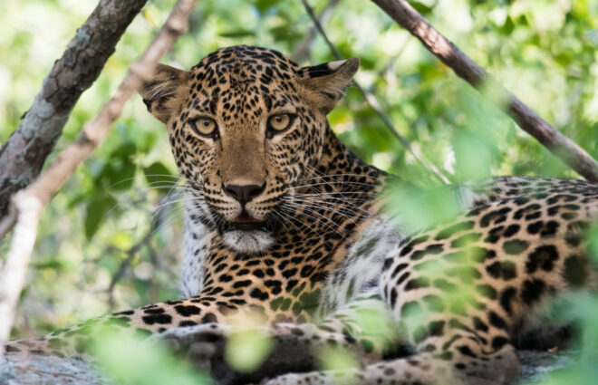 Yala National Park Sri Lanka