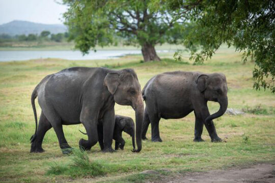 Sri Lanka Wildlife Beach Tours