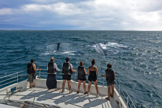 Mirissa Whale Watching Tour Sri Lanka