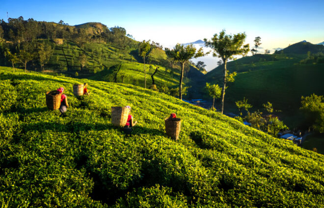 Tea Trail at Hatton Day Tour