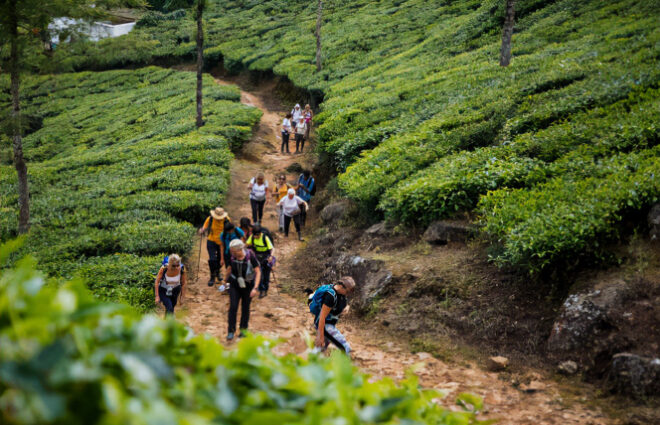 Tea Trail at Hatton Day Tour