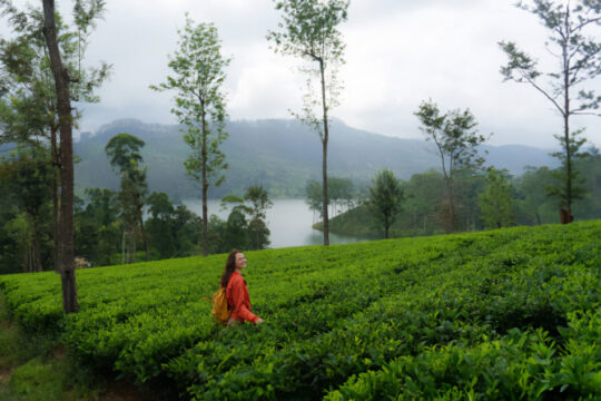 Tea Trail at Hatton Day Tour