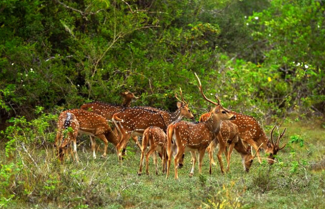 Wilpattu National Park Safari Tour