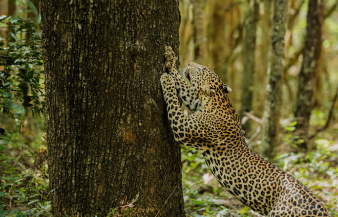 Wilpattu National Park Safari Tour