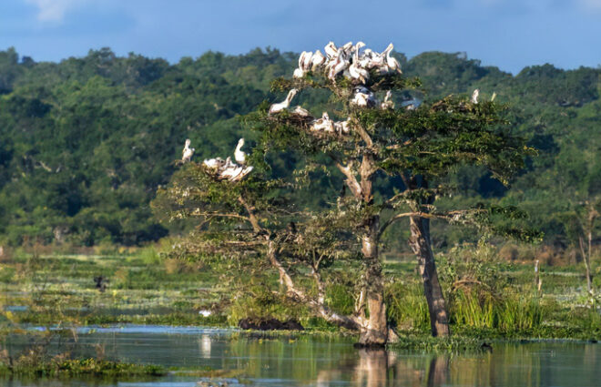 Wilpattu National Park Safari Tour