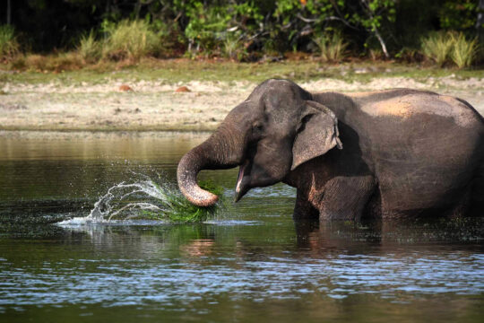 Wilpattu National Park Safari Tour