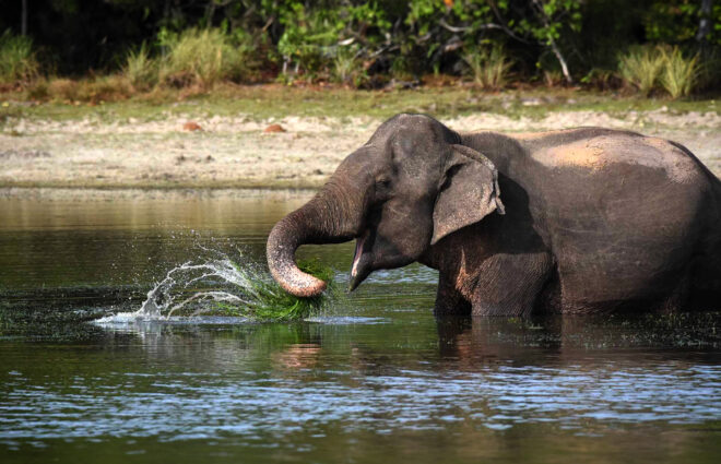 Wilpattu National Park Safari Tour