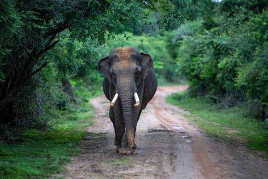 Yala National Park Safari Tour Sri Lanka