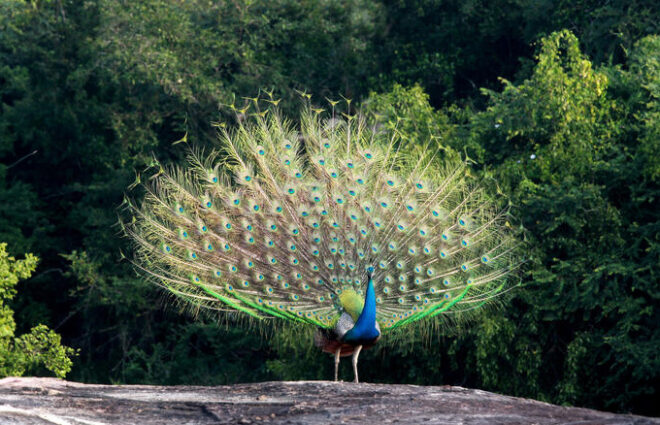 Yala National Park Safari Tour Sri Lanka