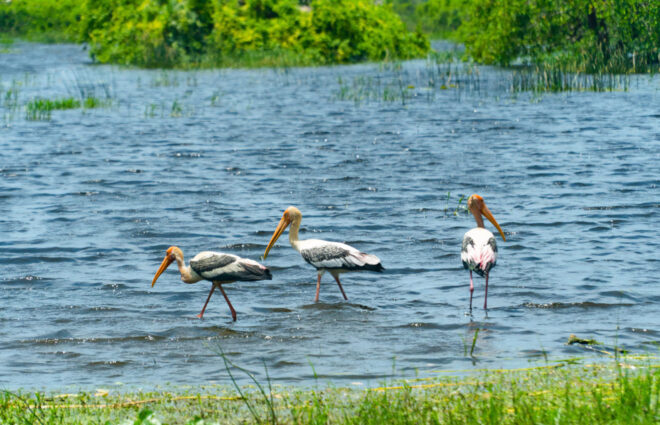 Kumana National Park Sri Lanka