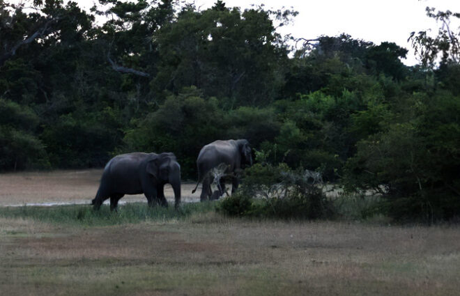 Kumana National Park Sri Lanka