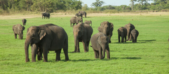 Minneriya National Park Safari Sri-Lanka