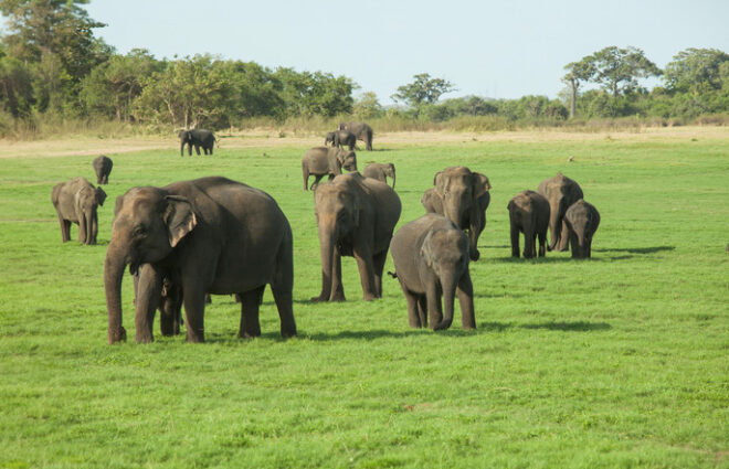 Minneriya National Park Safari Sri-Lanka