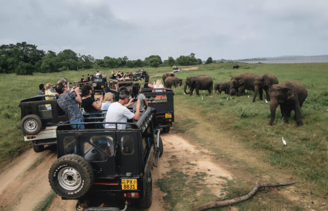 Minneriya National Park Sri Lanka