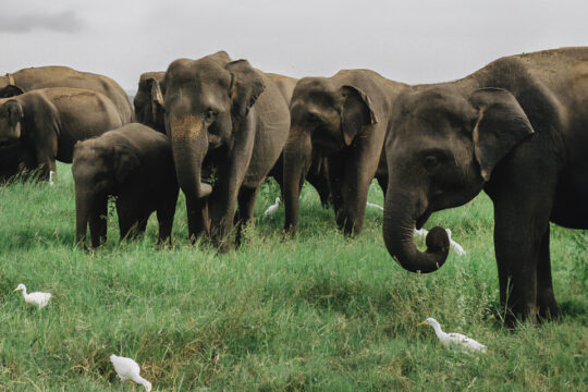 Minneriya National Park Sri Lanka