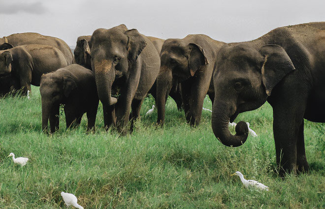 Minneriya National Park Sri Lanka