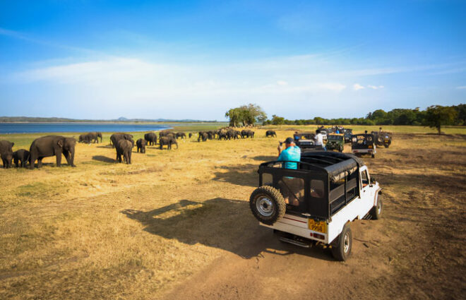 Minneriya National Park Sri Lanka