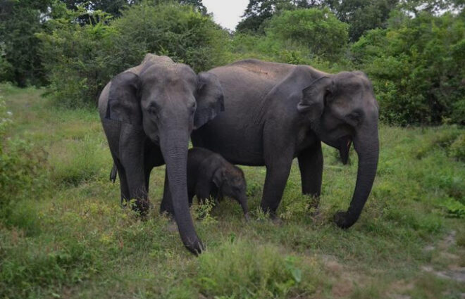 Wasgamuwa National Park Sri Lanka