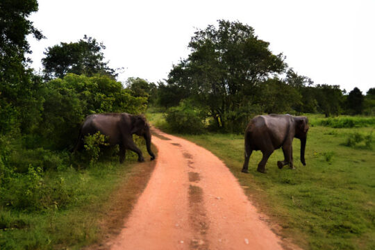 Wasgamuwa National Park Sri Lanka