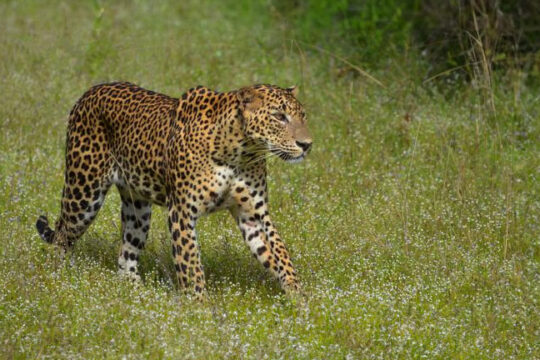 Wilpattu National Park Sri Lanka