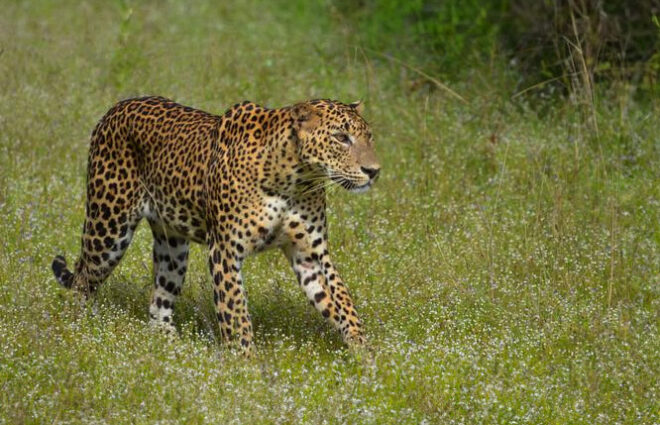 Wilpattu National Park Sri Lanka