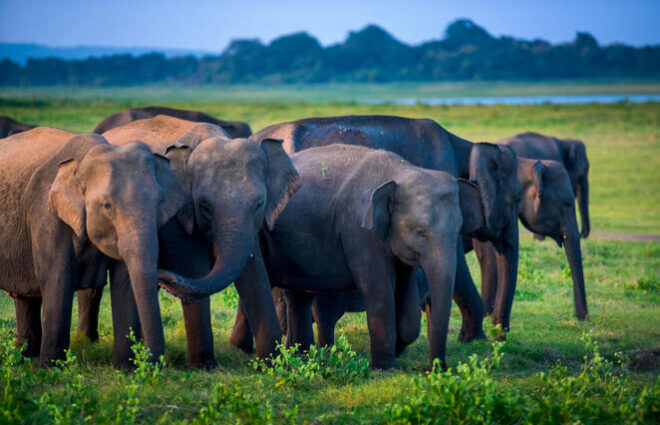 Wilpattu National Park Sri Lanka