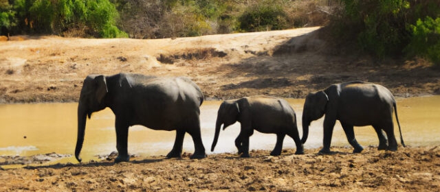 Yala National Park Sri Lanka