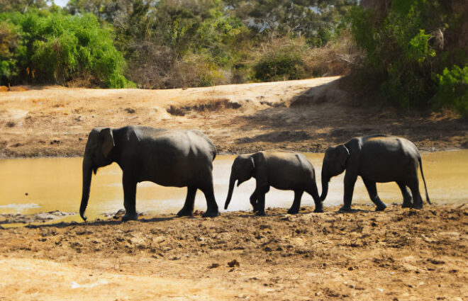 Yala National Park Sri Lanka